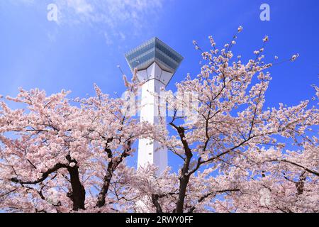 Goryokaku Tower and cherry blossoms, Hokkaido Stock Photo