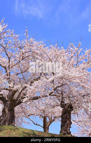 Goryokaku Park mit Kirschblüten in blühendem Hokkaido Stockfoto