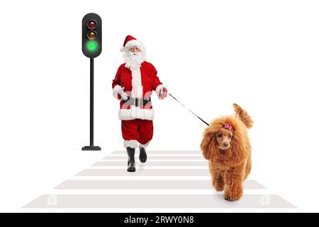 weihnachtsmann mit einem roten Pudelhund, der am Fußgängerübergang auf weißem Hintergrund läuft Stockfoto