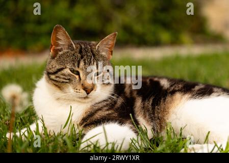 Kleine weiße und graue Katze, Kätzchen aus nächster Nähe Stockfoto