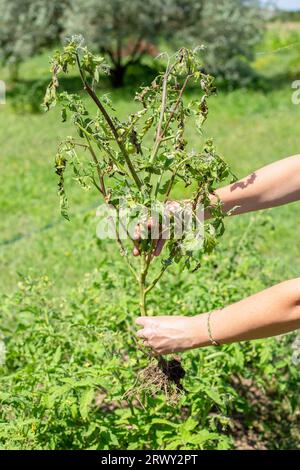 Ein erkrankter Tomatenbusch, der in den Händen einer Frau entwurzelt ist. Entfernung erkrankter Pflanzen aus den Beeten. Stockfoto