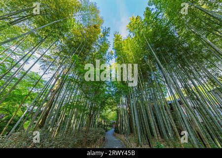 Shuzenji Onsen The path through the bamboo grove surrounded by fresh green (scenery from the west to the east) Stock Photo