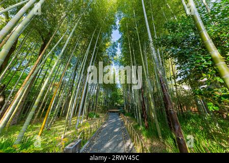 Shuzenji Onsen der Weg durch den Bambushain, umgeben von frischem Grün (Landschaft von Westen nach Osten) Stockfoto