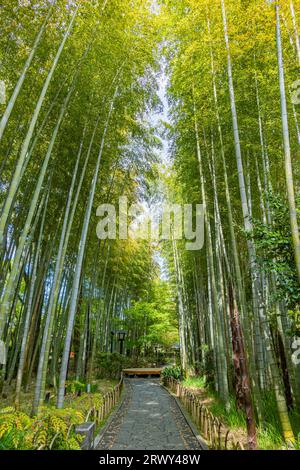 Shuzenji Onsen der Weg durch den Bambushain, umgeben von frischem Grün (Landschaft von Westen nach Osten) Stockfoto