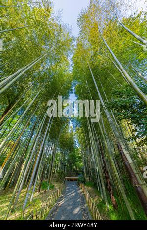 Shuzenji Onsen The path through the bamboo grove surrounded by fresh green (scenery from the west to the east) Stock Photo