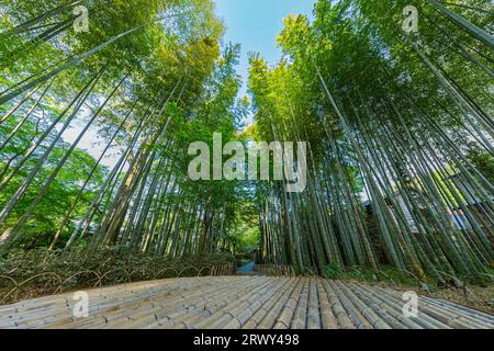 Shuzenji OnsenDer Weg durch den Bambushain, umgeben von frischem Grün und der runden Bank auf dem zentralen platz Stockfoto