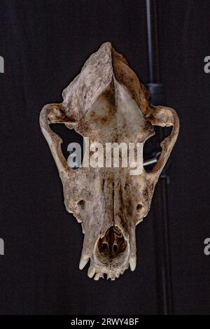 Isolierter Hundeschädel auf schwarzem Hintergrund. Stockfoto