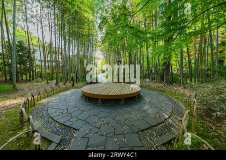 Shuzenji Onsen der Weg durch den Bambushain, umgeben von frischem Grün und der runden Bank auf dem zentralen platz (Landschaft der Westseite) Stockfoto