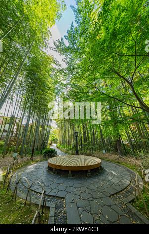 Shuzenji Onsen der Weg durch den Bambushain, umgeben von frischem Grün und der runden Bank auf dem zentralen platz (Landschaft der Westseite) Stockfoto