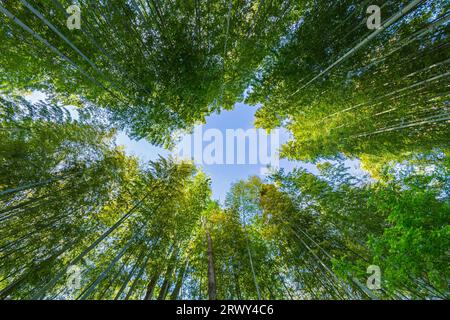 Shuzenji Onsen der Himmel vom Zentrum des Weges durch den Bambushain, umgeben von frischem Grün Stockfoto