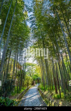 Shuzenji Onsen der kleine Pfad durch den Bambushain, umgeben von frischem Grün und der Sonne, die durch die Bäume zieht Stockfoto