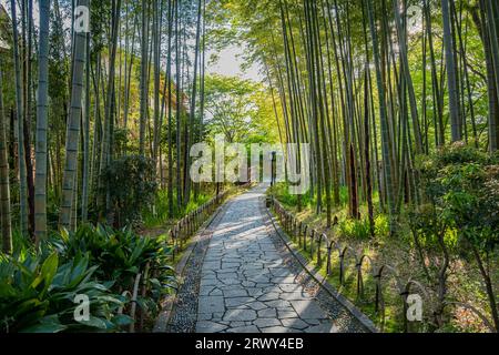 Shuzenji Onsen der kleine Pfad durch den Bambushain, umgeben von frischem Grün und der Sonne, die durch die Bäume zieht Stockfoto