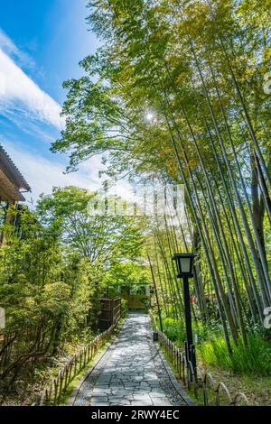 Shuzenji Onsen The small path of the bamboo grove surrounded by fresh green and the sun (scenery from the east to the west) Stock Photo