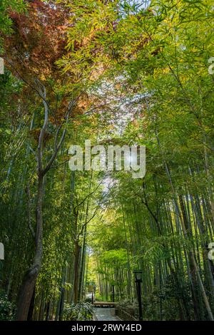 Shuzenji Onsen The small path of the bamboo grove surrounded by fresh green and the sun (scenery from the east to the west) Stock Photo