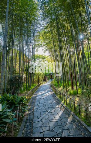 Shuzenji Onsen der kleine Pfad durch den Bambushain, umgeben von frischem Grün und der Sonne, die durch die Bäume zieht Stockfoto