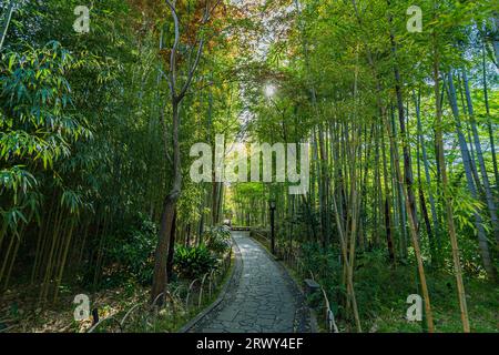 Shuzenji Onsen der kleine Pfad des Bambushains, umgeben von frischem Grün und der Sonne (Landschaft von Osten nach Westen) Stockfoto