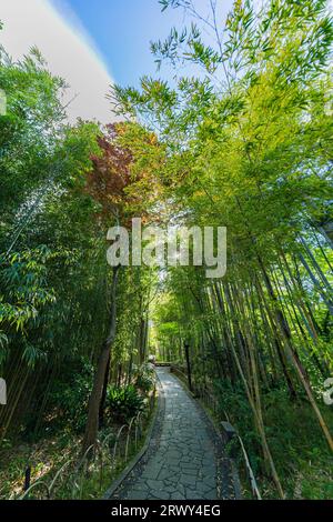 Shuzenji Onsen The small path of the bamboo grove surrounded by fresh green and the sun (scenery from the east to the west) Stock Photo