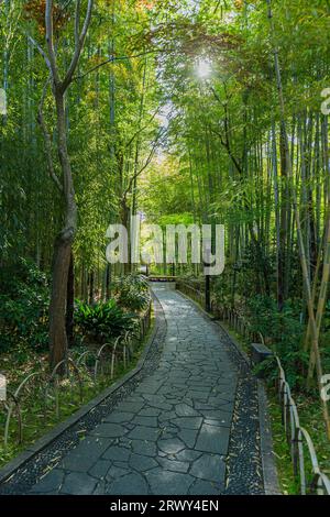 Shuzenji Onsen der kleine Pfad des Bambushains, umgeben von frischem Grün und der Sonne (Landschaft von Osten nach Westen) Stockfoto