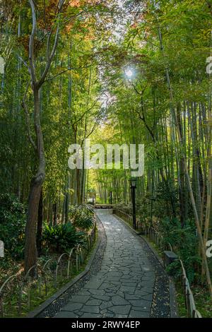 Shuzenji Onsen The small path of the bamboo grove surrounded by fresh green and the sun (scenery from the east to the west) Stock Photo