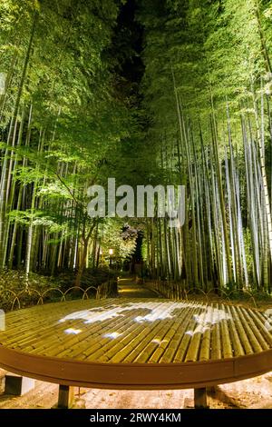 Shuzenji OnsenDer Weg durch den Bambushain, umgeben von frischem Grün und beleuchteten runden Bänken, auf denen Kunst aus Papier projiziert wird Stockfoto