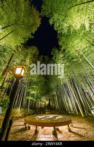 Shuzenji OnsenDer Weg durch den Bambushain, umgeben von frischem Grün und beleuchteten runden Bänken, auf denen Kunst aus Papier projiziert wird Stockfoto