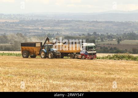 Nakuru, Kenia. September 2023. Ein Traktor lädt frisch geerntetes Weizenkorn in einen wartenden Anhänger auf einem Bauernhof in Rongai, in der Nähe von Nakuru City. Am Rande der laufenden Generalversammlung der Vereinten Nationen in New York sagte der kenianische Präsident William Ruto nach Gesprächen mit dem ukrainischen Präsidenten Wolodymyr Zelenski, dass die Ukraine im Hafen von Mombasa einen Getreideknotenpunkt einrichten werde, um die Nahrungsmittelknappheit in Ostafrika zu beheben. Kenia verlässt sich auf Getreideerzeugungsländer wie die Ukraine, um vor Ort geernteten Weizen zu ergänzen. (Bild: © James Wakibia/SOPA Images via ZUMA Press Wire) EDITORI Stockfoto