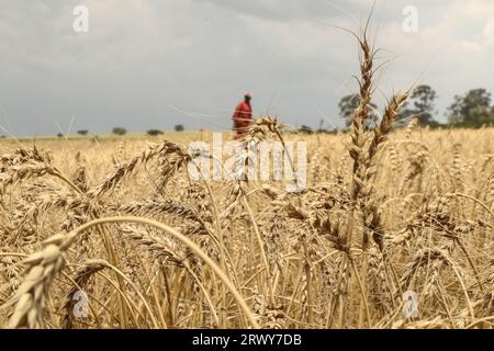 Nakuru, Kenia. September 2023. Ein Mann spaziert auf einer Farm mit Weizen, die in Rongai in der Nähe von Nakuru, Stadt, zur Ernte bereit ist. Am Rande der laufenden Generalversammlung der Vereinten Nationen in New York sagte der kenianische Präsident William Ruto nach Gesprächen mit dem ukrainischen Präsidenten Wolodymyr Zelenski, dass die Ukraine im Hafen von Mombasa einen Getreideknotenpunkt einrichten werde, um die Nahrungsmittelknappheit in Ostafrika zu beheben. Kenia verlässt sich auf Getreideerzeugungsländer wie die Ukraine, um vor Ort geernteten Weizen zu ergänzen. (Foto: James Wakibia/SOPA Images/SIPA USA) Credit: SIPA USA/Alamy Live News Stockfoto