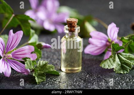 Eine durchsichtige Flasche Malvenöl mit frischen malva sylvestris-Blüten Stockfoto