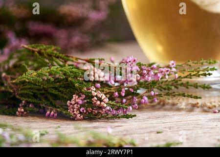 Nahaufnahme von frischen Heidekraut- oder Calluna vulgaris-Blüten mit einer Tasse Kräutertee im Hintergrund Stockfoto