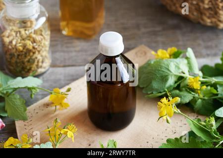 Eine dunkle Flasche mit Coelandintinktur mit frisch blühender Tettermaische Stockfoto