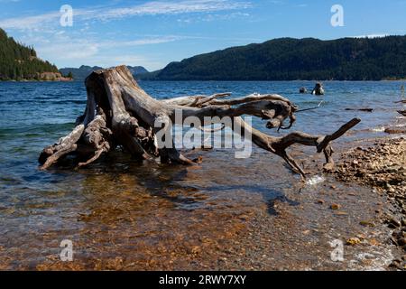 Ein Baumstumpf aus einer früheren Zeit steigt aus den Gewässern des Upper Campbell Lake in der Nähe der Stadt Gold River auf Vancouver Island in British Columbia auf. Stockfoto
