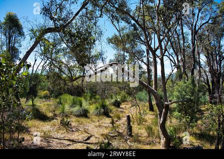 Wald mit niedrigen Eukalyptusbäumen und Grasbäumen in der Frankland River Region, Western Australia Stockfoto