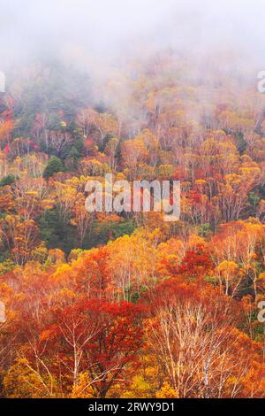 Wald aus japanischer weißer Birke und anderen Bäumen in Herbstlaub und Nebel Stockfoto