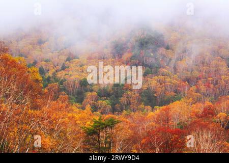 Wald aus japanischer weißer Birke und anderen Bäumen in Herbstlaub und Nebel Stockfoto