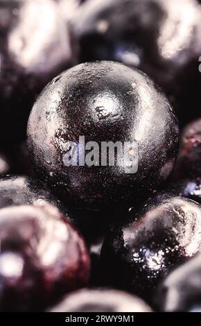 Mehrere brasilianische Früchte, Jabuticaba oder Jaboticaba genannt. Bio-Früchte und ohne Konvergenz. Früchte des Monats Oktober. Stockfoto