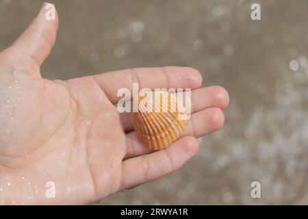 Die Hand des Mannes hält eine Muschel auf dem Hintergrund des Meeres und des Sandes. Stockfoto