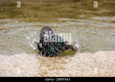 Starling schwimmt in einem Stadtbrunnen. Konzept für Sommerhitze, heißes Wetter, stickenden Durst Stockfoto