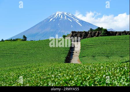 Teefelder und Mt. Fuji von Imamiya, Fuji City aus gesehen Stockfoto