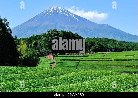 Teefeld und Mt. Fuji von Obuchi Sasaba in Fuji City gesehen Stockfoto