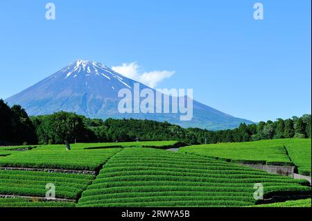 Teefeld und Mt. Fuji von Obuchi Sasaba in Fuji City gesehen Stockfoto