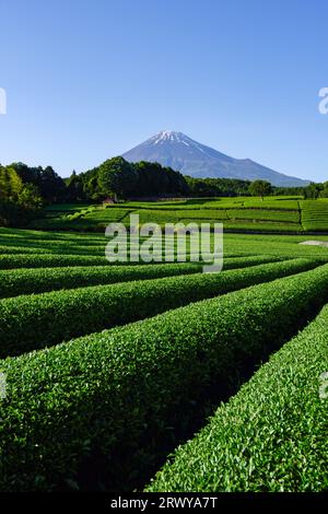 Teefeld und Mt. Fuji von Obuchi Sasaba in Fuji City gesehen Stockfoto