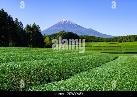 Teefeld und Mt. Fuji von Obuchi Sasaba in Fuji City gesehen Stockfoto