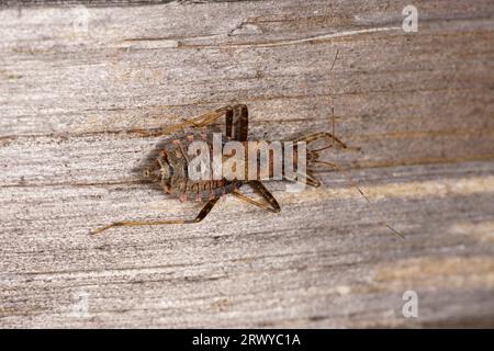 Himacerus apterus Familie Nabidae Gattung Himacerus Baum Damselkäfer wilde Natur Insektentapete, Fotografie, Bild Stockfoto