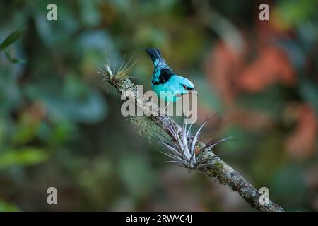 Adulte männliche Blaue Dacnis (Dacnis cayana), auch türkisfarbener Honigkrepp genannt, thront auf einem Zweig im Atlantischen Wald (Mata Atlântica) in Brasilien. Stockfoto