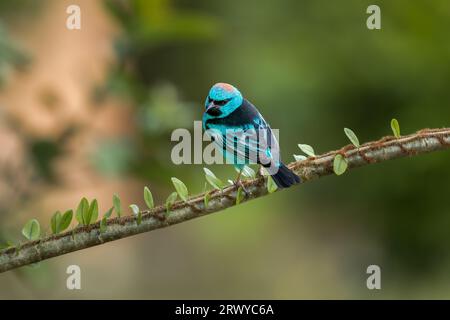 Adulte männliche Blaue Dacnis (Dacnis cayana), auch türkisfarbener Honigkrepp genannt, thront auf einem Zweig im Atlantischen Wald (Mata Atlântica) in Brasilien. Stockfoto