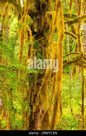 Pacific Yew (Taxus brevifolia), Clemens Park, Marys Peak bis Pacific Scenic Byway, Oregon Stockfoto