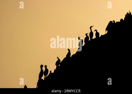 Die Silhouette des Cormorant (Nannopterum auritum) mit Doppelkrone, Seal Rock State Park, Oregon Stockfoto