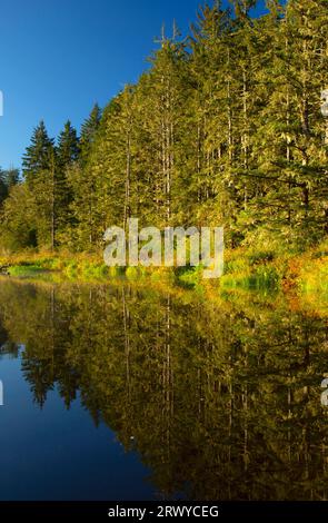 Beaver Creek, Brian stand State Park, Oregon Stockfoto