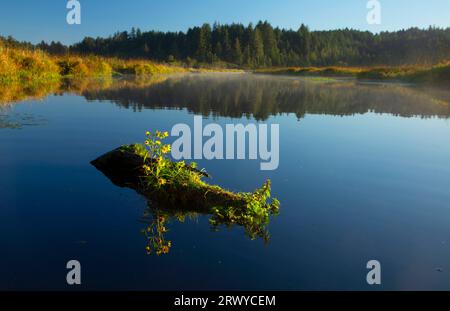 Beaver Creek, Brian stand State Park, Oregon Stockfoto