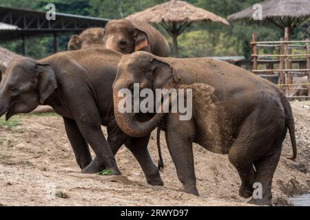 Elefanten werden gesehen, wie sie nach dem Baden Schmutz auf sich werfen, um sich vor Insekten zu schützen, im Elephant Nature Park, einem Rettungs- und Rehabilitationsschutzgebiet für Tiere, die missbraucht und ausgebeutet wurden, in Chiang Mai, Thailand. Sangduen „Lek“ Chailert, bekannt als Thailands „Elefantenflüsterer“, wurde in den nördlichen Bergen Thailands geboren und wuchs mit ihrem schamanischen Großvater auf, einem traditionellen Heiler, der kranken und verletzten Menschen in seiner Gemeinschaft und Tieren half. Dort sah sie den schrecklichen Missbrauch von Elefanten, die gezwungen waren, Baumstämme in den Dschungel zu tragen. Sie gründete Save Ele Stockfoto